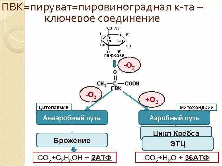 Фазы метанового брожения. Анаэробное брожение. Анаэробный процесс превращения органических веществ. Минерализация органических остатков. Анаэробный процесс.
