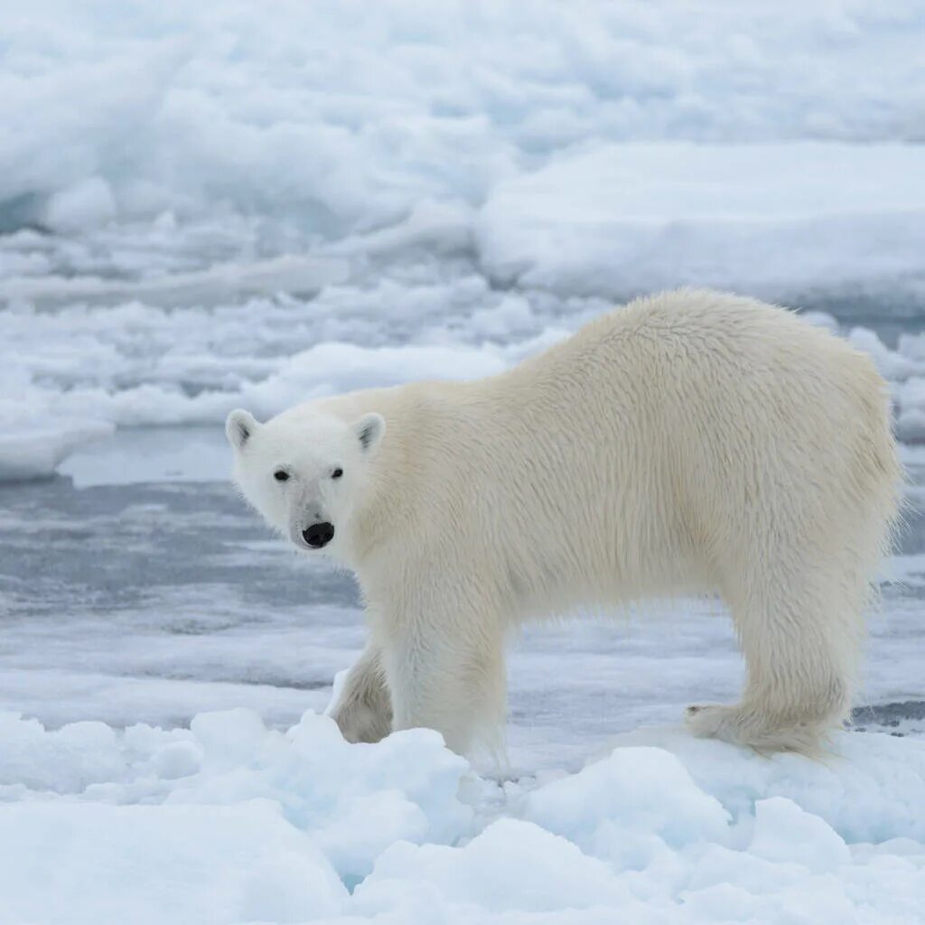 Порода глухих белых кошек. Белый олень в швеции. Знаешь что шутки. Почему они белые. Почему море назвали белым.