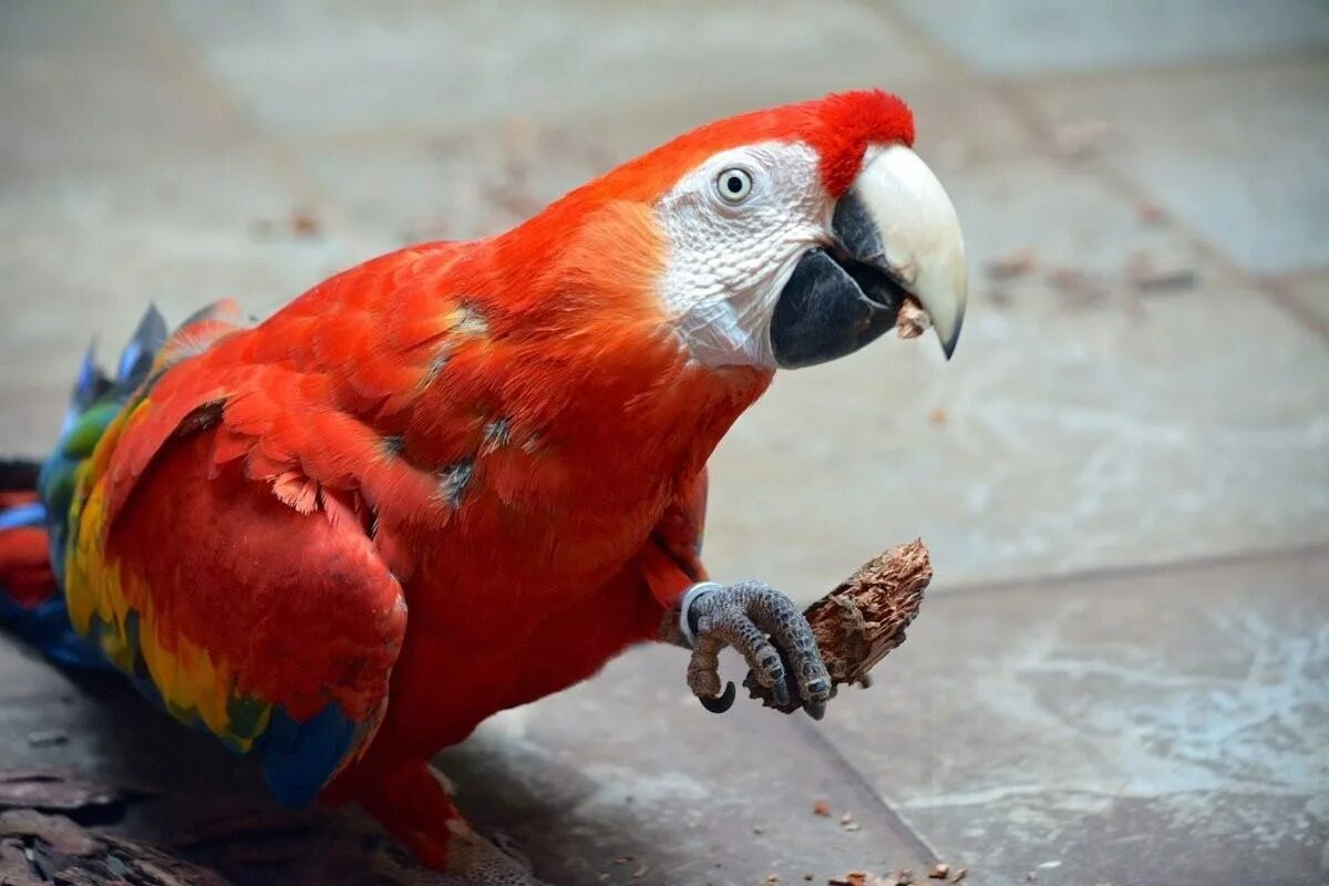Большой попугай ара. Крупные попугаи: жако, ара, Какаду, Амазон.. Попугай ара. Жако и ара.