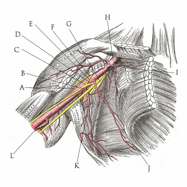 A circumflexa scapulae