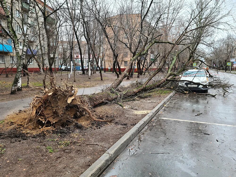 Ветер в москве деревья. Сильный ураган в Москве 2021. Ураган в Москве повалил деревья. Поваленные деревья в Москве. Поваленное дерево.