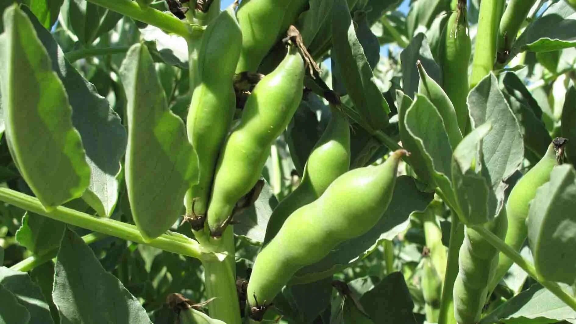 Как вырастить бобы. Бобы (vicia faba).. боб садовый. боб и стручок. бобы русские черные.