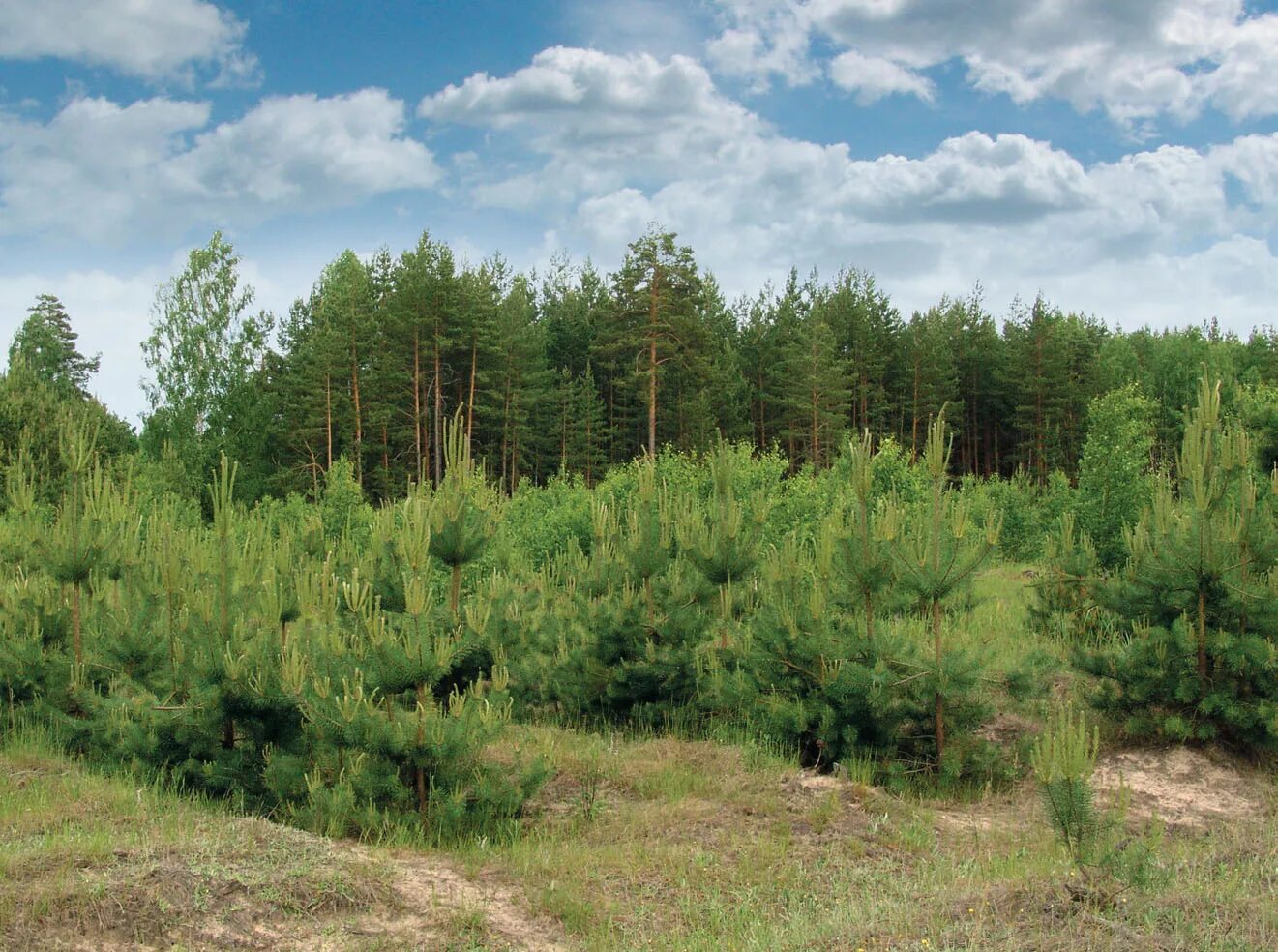 лес молодые сосны. сосновый бор юргинский район. сосна обыкновенная сосна лесная. лес сосновый бор марий эл. лес молодые сосны.