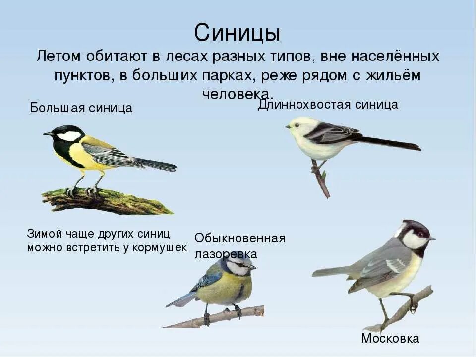 Синица лазоревка местообитание. Хохлатая синица лазоревка. Зимующие птицы синица. Городские птицы синица.