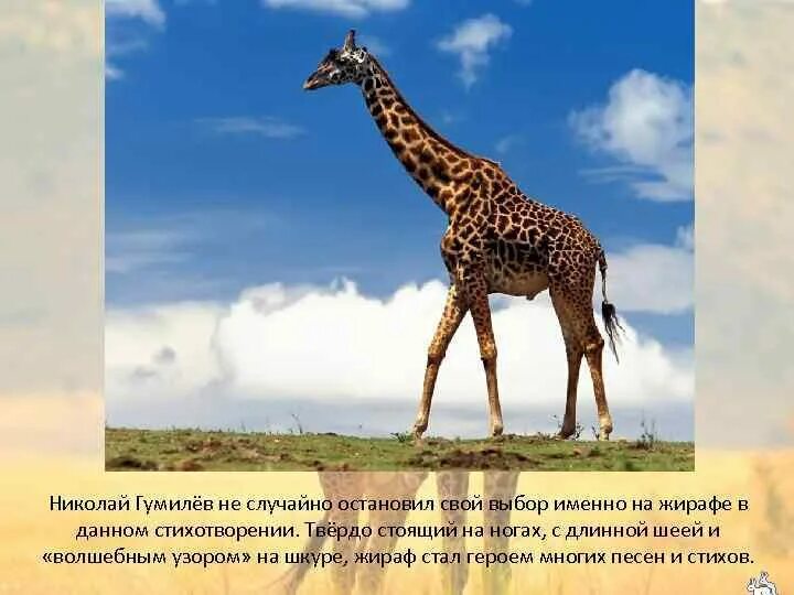 Почему стихотворение названо жираф. Жираф 1907 Гумилев. Гумилев про жирафа.