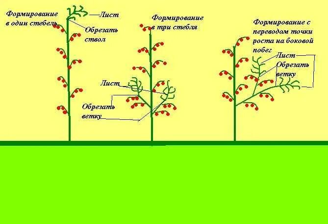 Пасынок работает. Схема пасынкования томатов открытом грунте. Схема правильного пасынкования томатов. Пасынкование детерминантных томатов. Пасынкование высокорослых томатов.