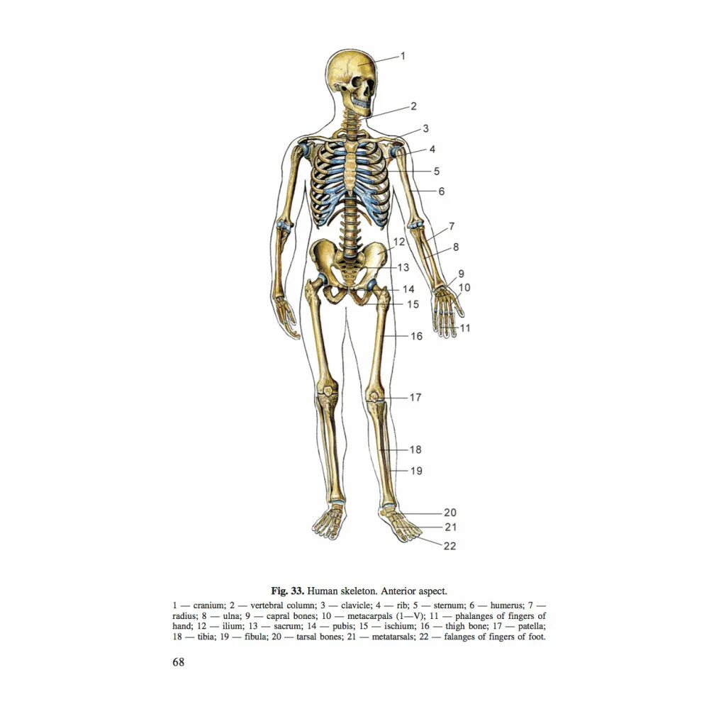 Анатомия человека пособия. Анатомия человека для медицинских колледжей. Анатомия человека для студентов медицинских колледжей. Анатомия человека атлас для медицинских училищ. Анатомия для студентов медицинских училищам.