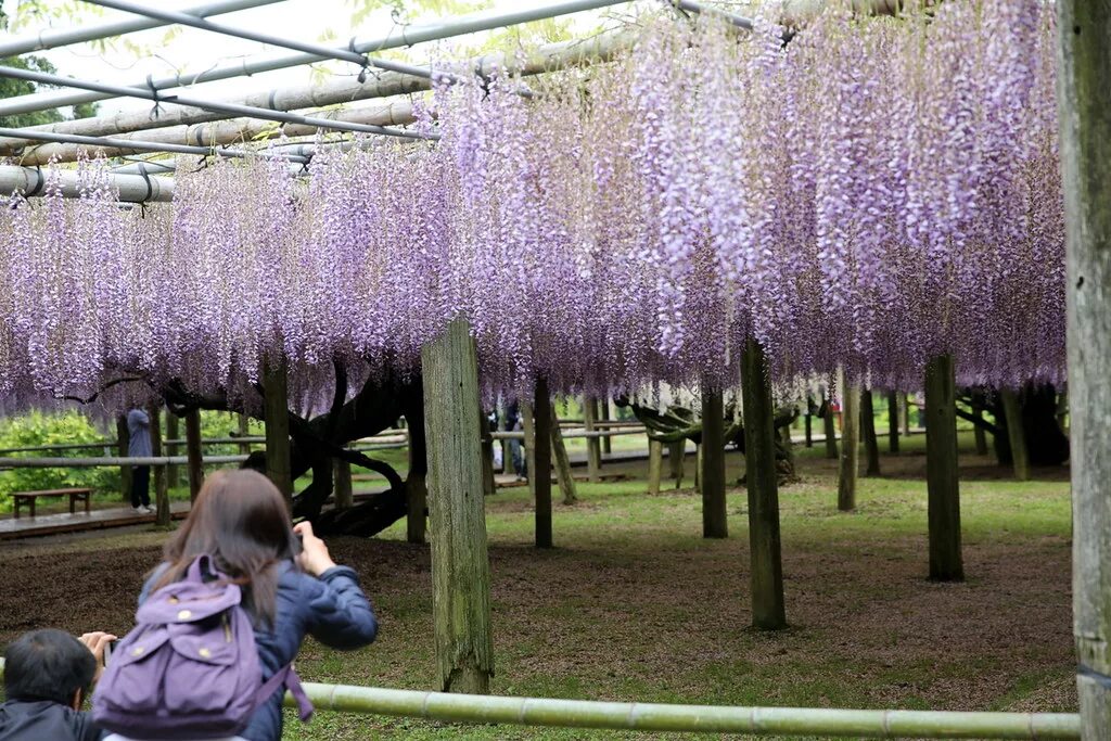 Wisteria Garden Тюмень. 2. Глициния, или Вистерия. Вистерия Shiro Capitan. Вистерия микс d14.