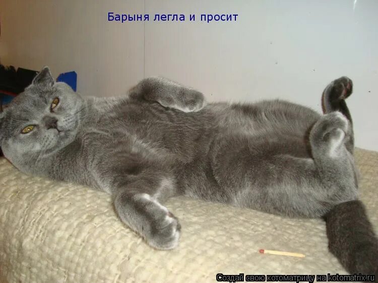 барыня легли. барыня легли и просют. барыня легли и просют. за двумя зайцами фильм 1961. доброе утро сонный кот.