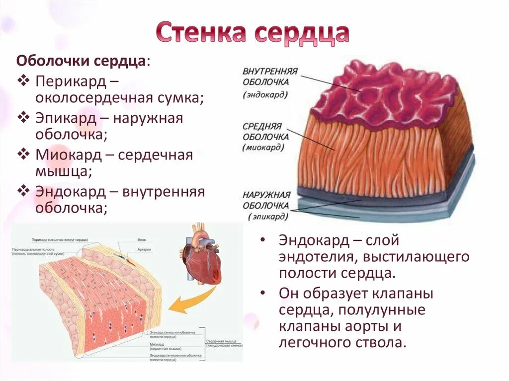 Назови слою. Строение сердца 3 слоя. Строение сердца оболочки перикард. Строение стенки сердца эпикард. Эндокард эпикард миокард строение.