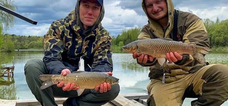 Голыгино рыбалка чеховский. Рыбалка в Голыгино. Голыгино платная рыбалка. Голыгино рыбалка Чеховский район.