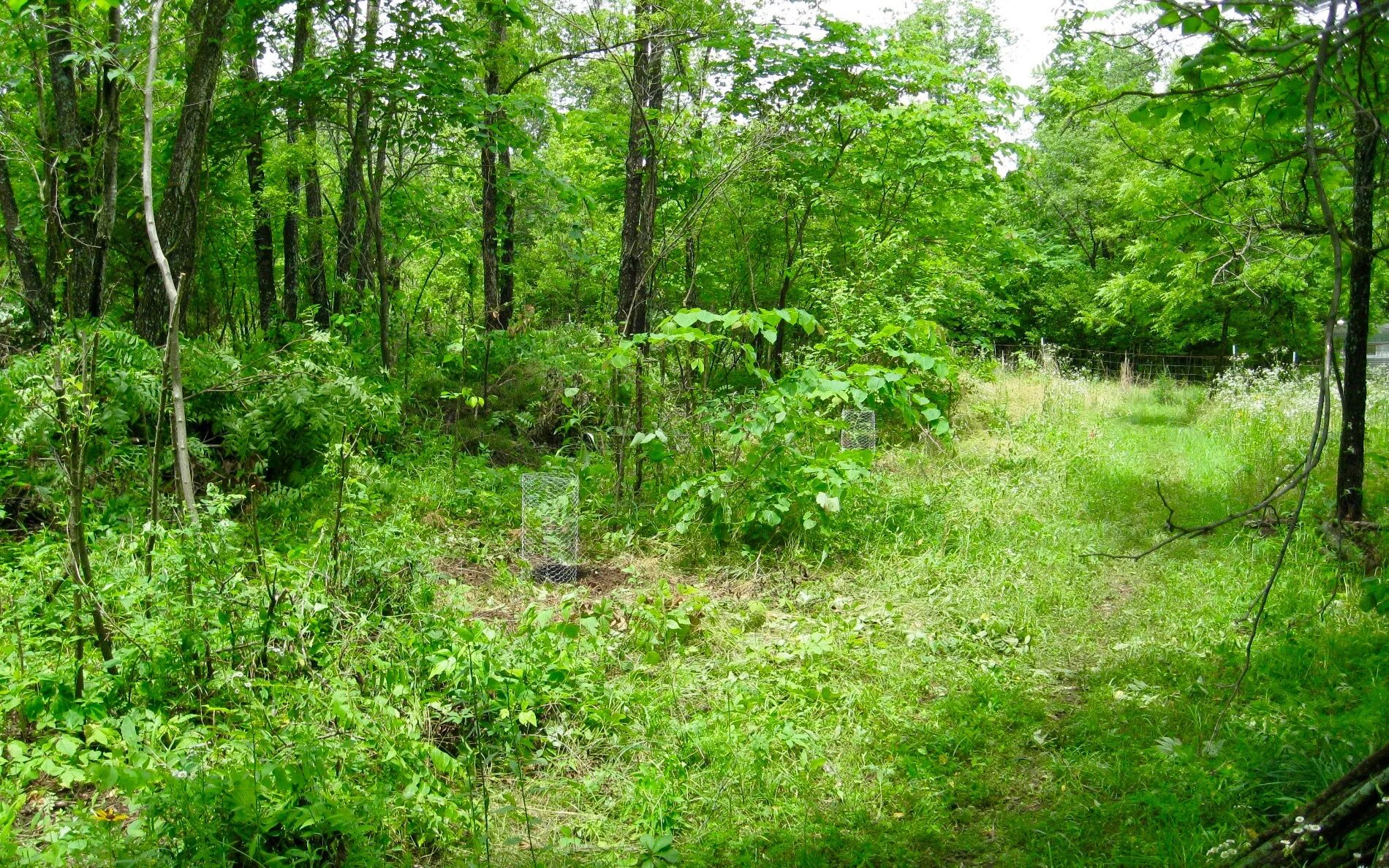 битцевский лес поляна. битцевский лес поляна. тропинка в кустах. широколиственные леса дании. кусты в лесу.