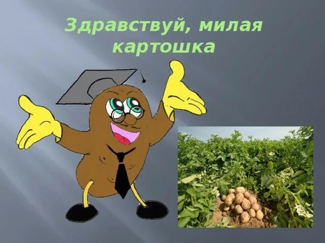 Песня картошка пионерская. Текст песни картошка. Песня здравствуй милая картошка текст песни. Текст песни кожура. Здравствуй милая картошка текст.