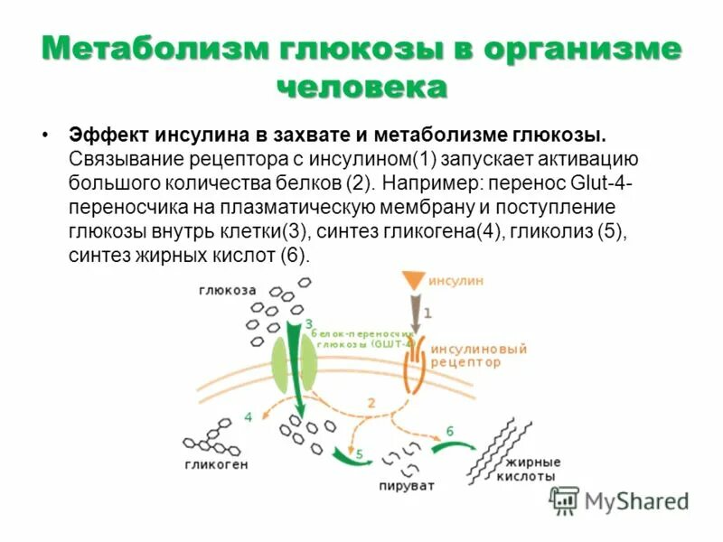 Образование глюкозы в организме