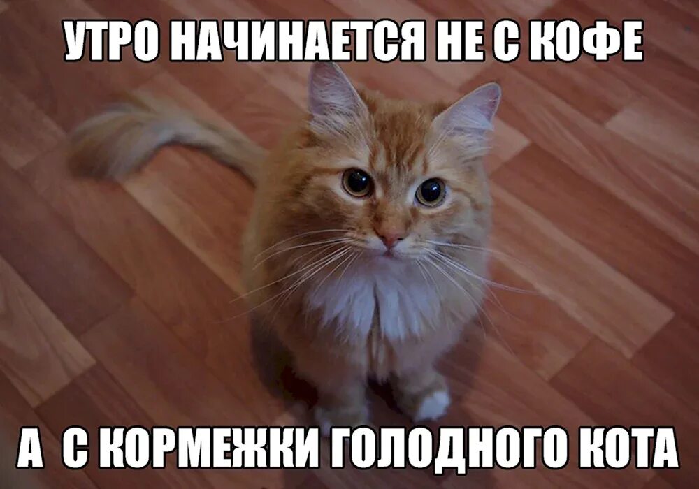 С чего многие начинают утро. Мемы с котиками. утро начинается с кормежки голодного кота. мемы с котиками с надписями смешные. смешные мемы с котами и надписями.