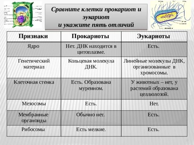 Сравнения клеток эукариот. Признаки эукориотов и эукориотов. Сравнительная характеристика прокариот и эукариот. Генетический материал прокариот и эукариот. Генетический материал клеток прокариот и эукариот таблица.