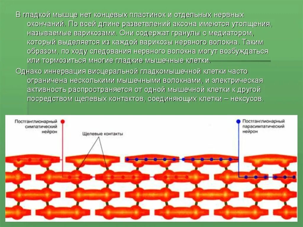 Мышечная сократимость нервная возбудимость. Расслабление гладкомышечной клетки. Нексусы в гладких мышцах. Нексус в скелетной мышце. Иннервация гладких мышц.