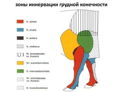 Что такое иннервация
