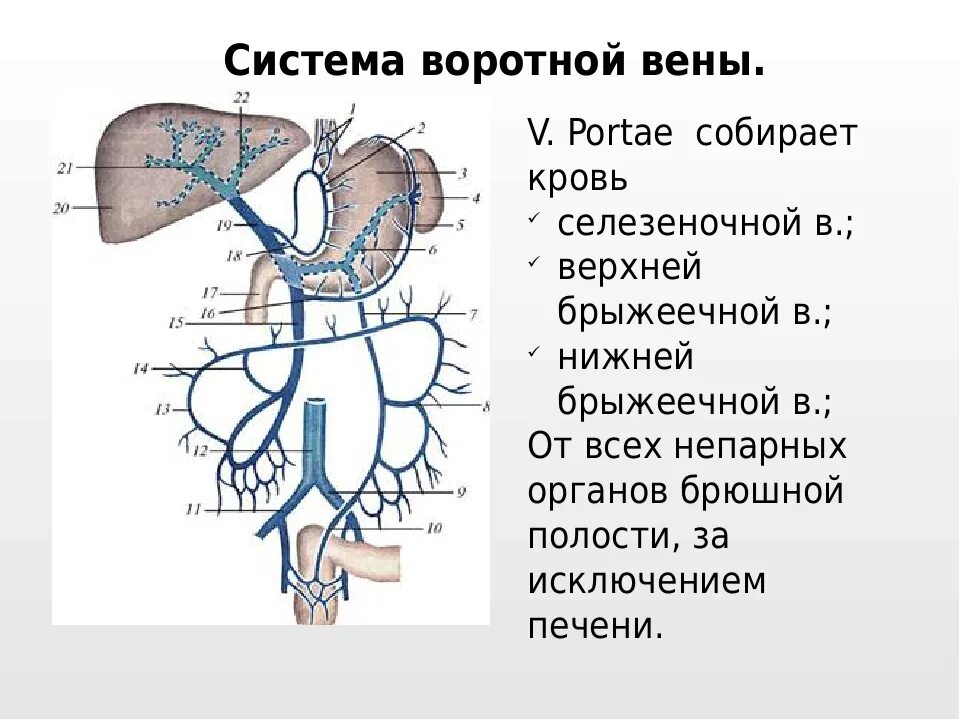 Система воротной вены схема. Система воротной вены печени схема. Воротная Вена печени анатомия. Воротная Вена печени схема. Правая воротная вена