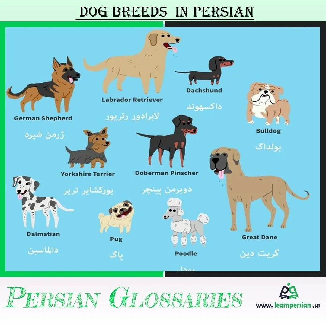 Переведи на русский dog day. Разные породы собак. Название собак. Породы собак названия. Название пород собак на английском.