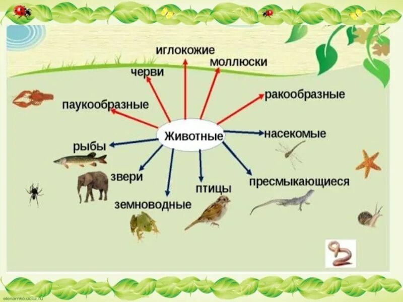 Как располагаются группы животных. Группы животных для детей. Три группы животных. Классы животных 3 класс окружающий мир. Группы животных окружающий мир.