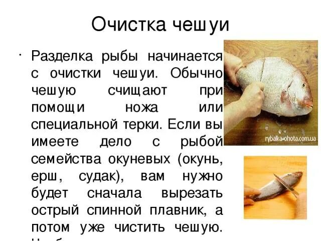 Обработка некоторых видов рыб. Потрошение чешуйчатой рыбы. разделка чешуйчатой рыбы. схема разделки бесчешуйчатой рыбы. обработка без чешуйчатой рыбы.