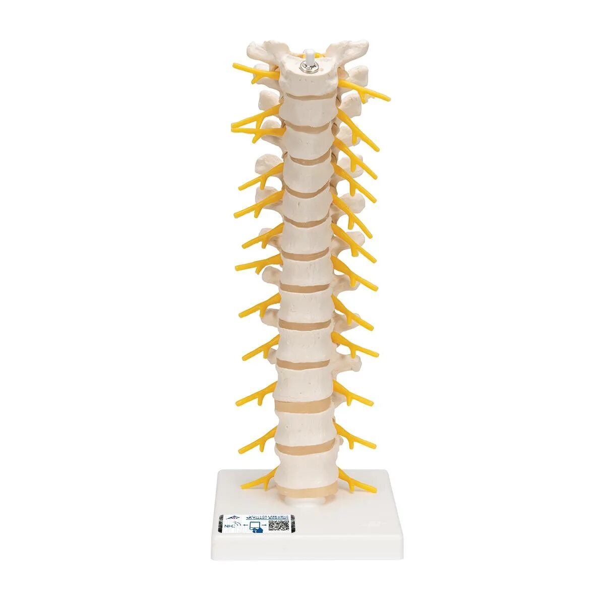 Spin columns. Макет позвоночника человека. Шейный отдел позвоночника 3d модель. Позвоночник и ребра. Анатомическая модель позвонков.