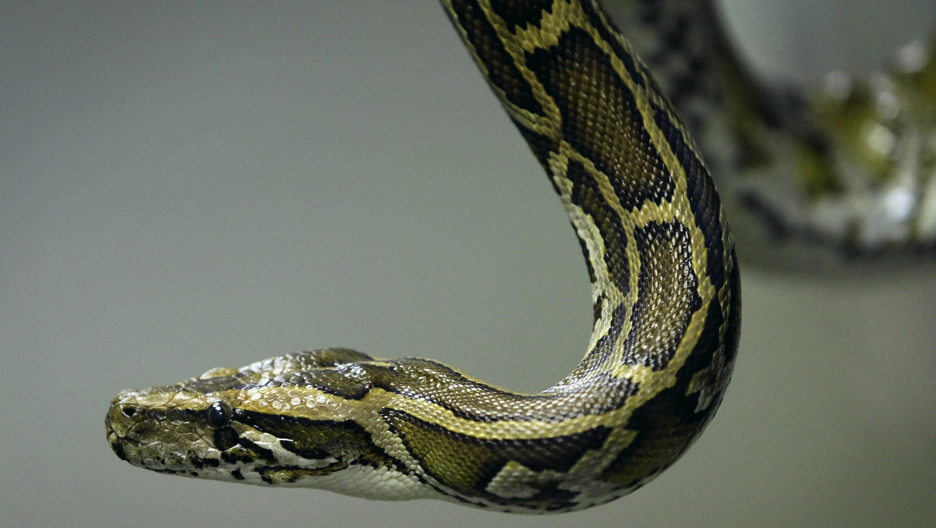сетчатый питон рядом с человеком. полоз змея желтобрюхий. сетчатый питон нормал. уж гадюка ,кобра, питон. сетчатый питон и анаконда сравнение.