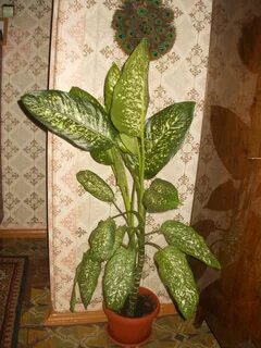 Диффенбахия в цвету