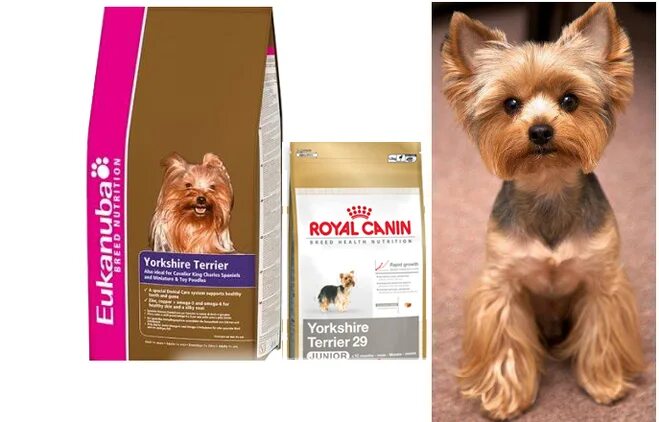 Eukanuba Yorkshire Terrier для йоркширского терьера 1 кг. Корм для йоркширского терьера 3 месячного. Корм для щеночка Йорка. Натуральный рацион для йоркширского терьера. Йорк на сухом корме