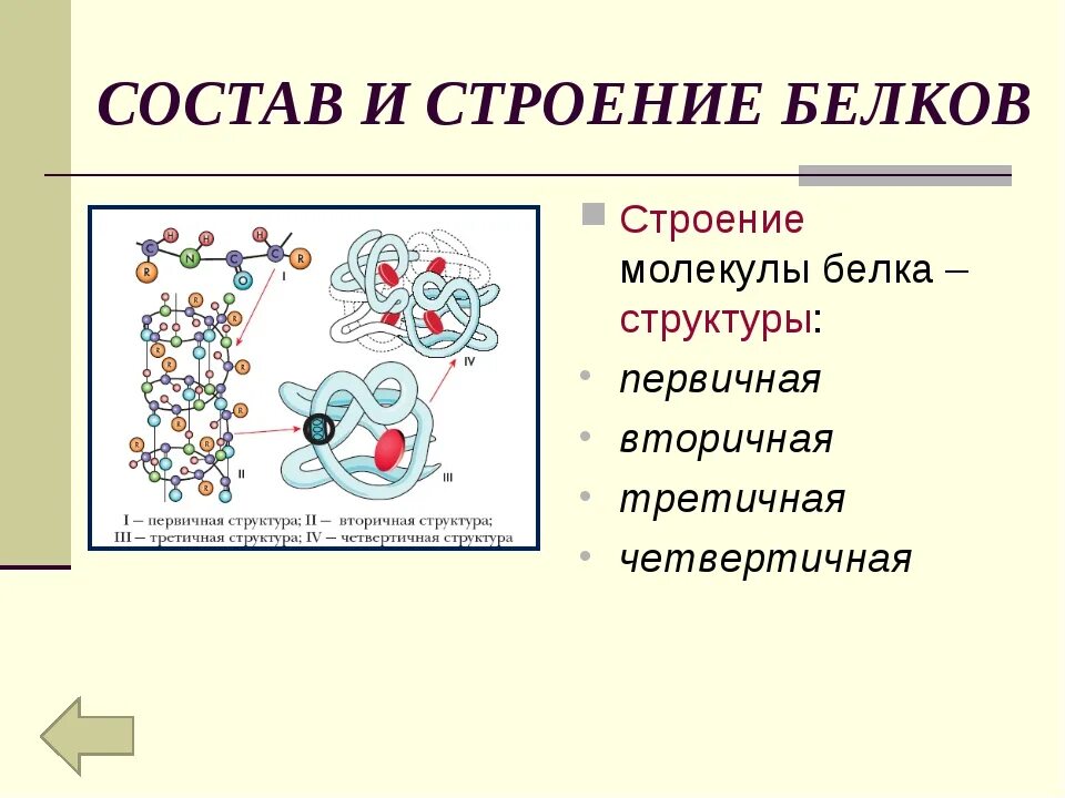 Строение и структура белка. Структура молекулы белка. Структуры белковых молекул и их строение. Состав и строение белков. Биологическая роль и структура белка