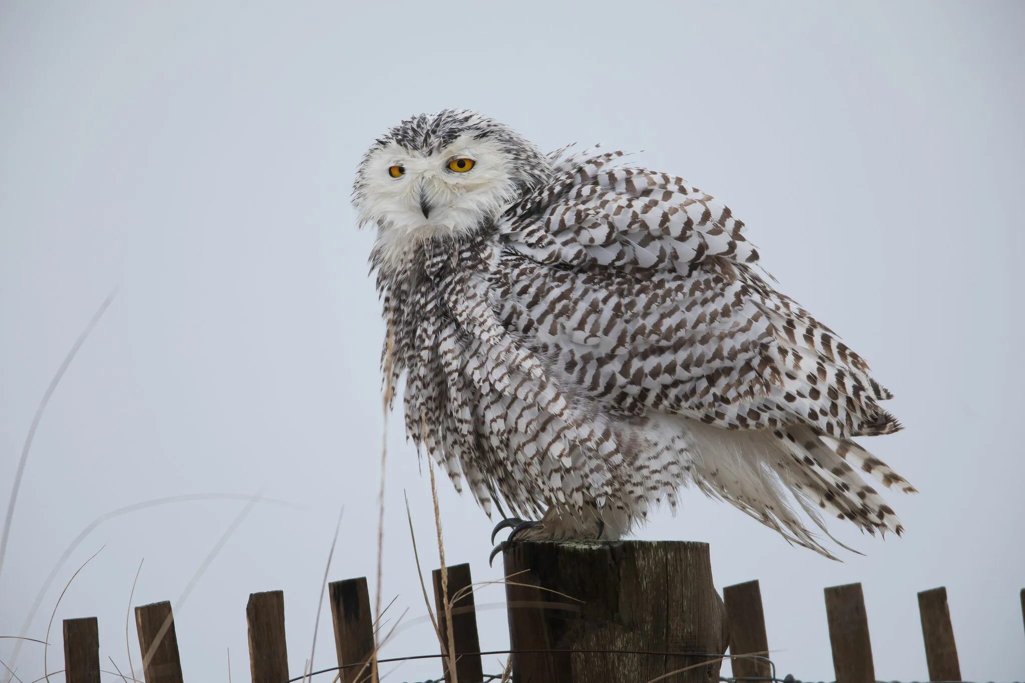 Алмазная мозайка белая сова с большими глазами. Совы полярные. Белая сова. Белая сова красная книга республики коми. Бел сова 5.