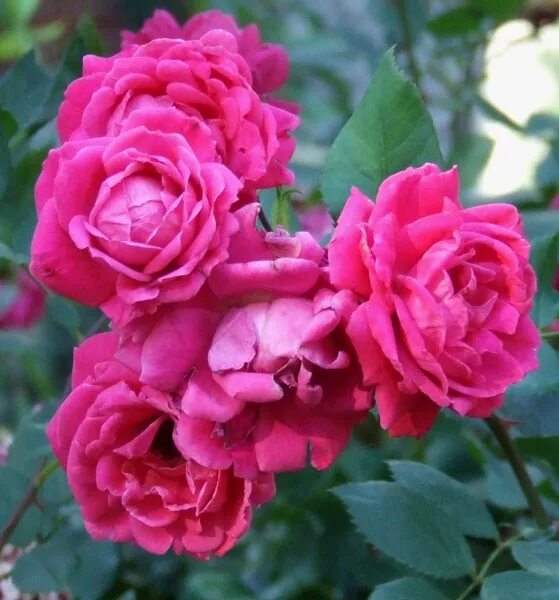Роза александр маккензи описание и фото отзывы Rosa 'Alexander Mackenzie' in 2020 Rose, Flowers, Beautiful roses