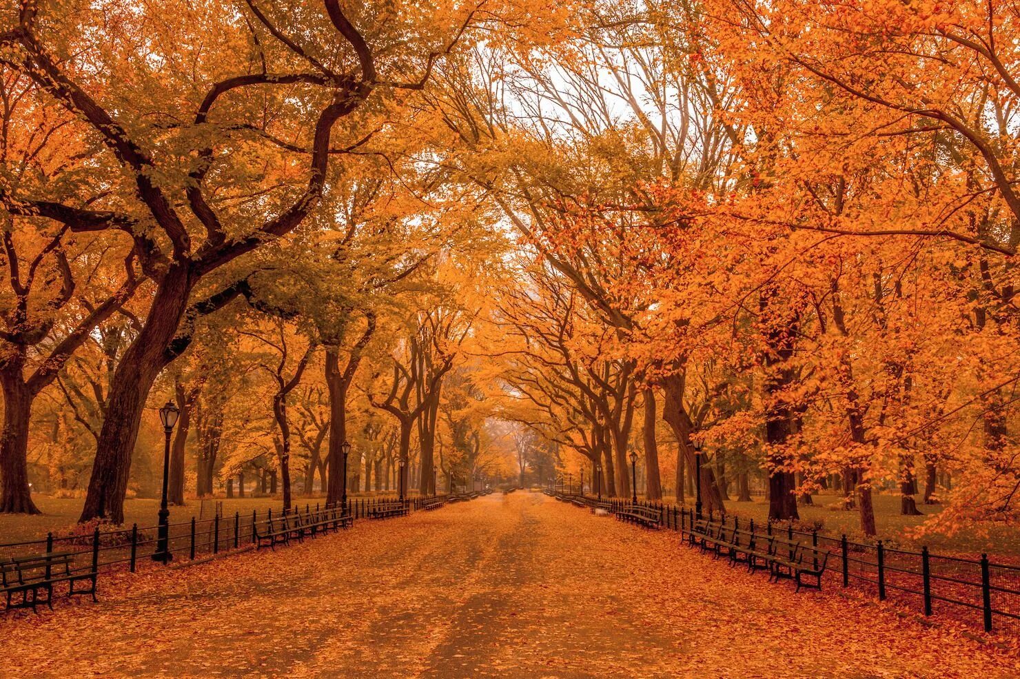 Центр парк Нью-Йорк. Осень. Осенний пейзаж. Осень парк. Fall once