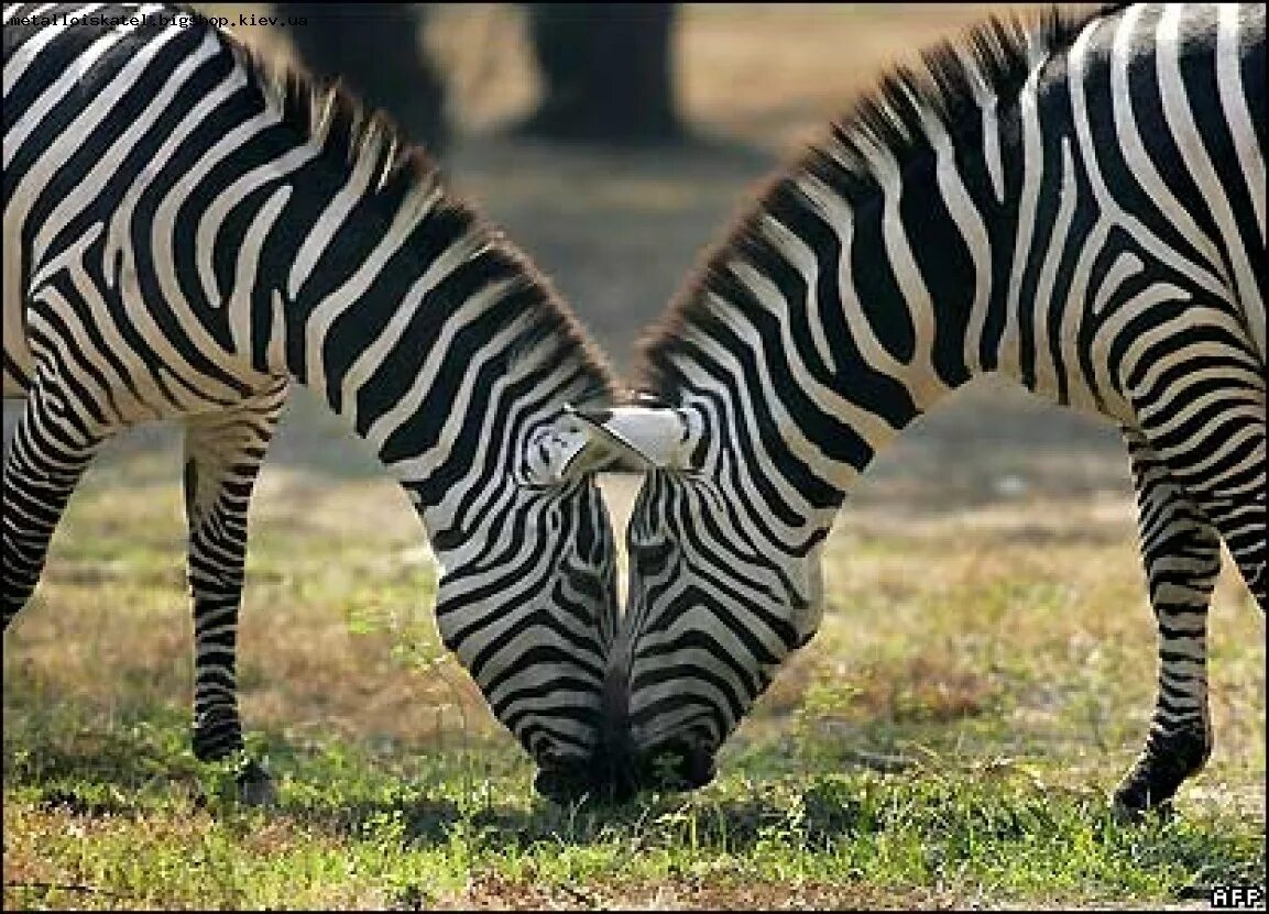 Почему у зебры не бывает стресса. Чёрная Зебра в белую полоску. Зебры обнимаются. Зебра горизонтально. Зебра в горизонтальную полоску.