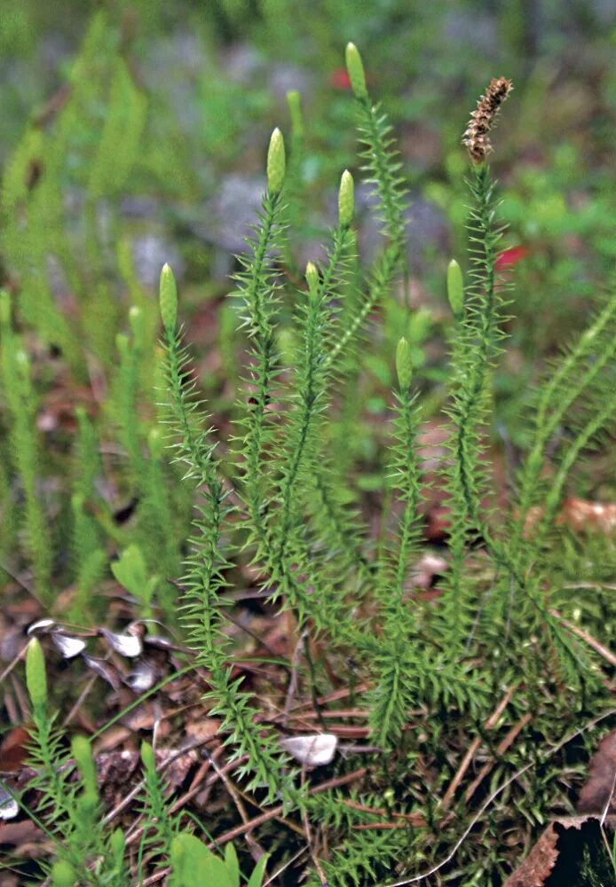 Плаун плауновидный. Плаун годичный (Lycopodium annotinum). Плауновидные (Lycopodiophyta). Плаун булавовидный Плауновидные. 5 плаун булавовидный