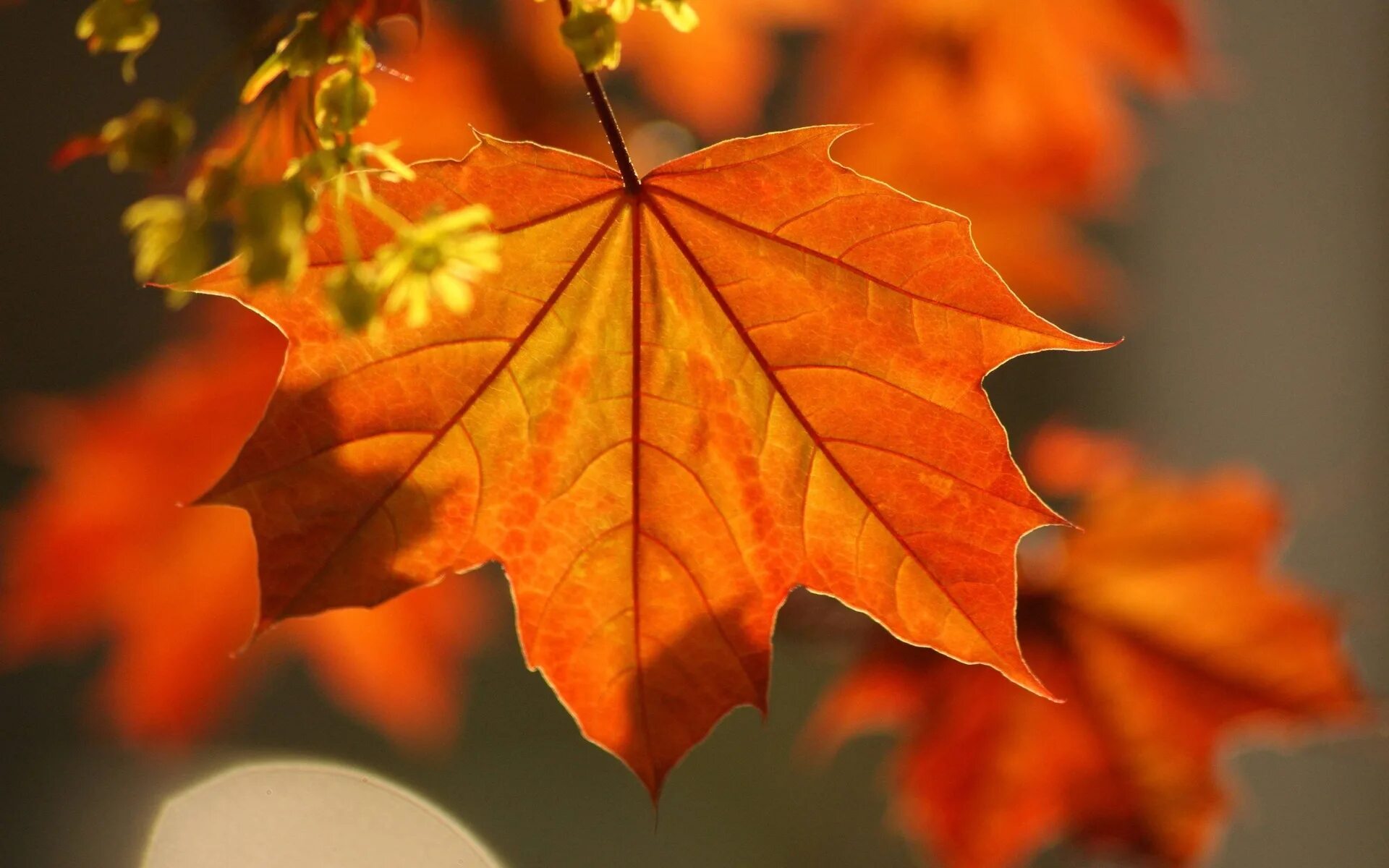Осенний клен. Осень листья. Красивые осенние листья. Кленовый лист. Осеннее богатство