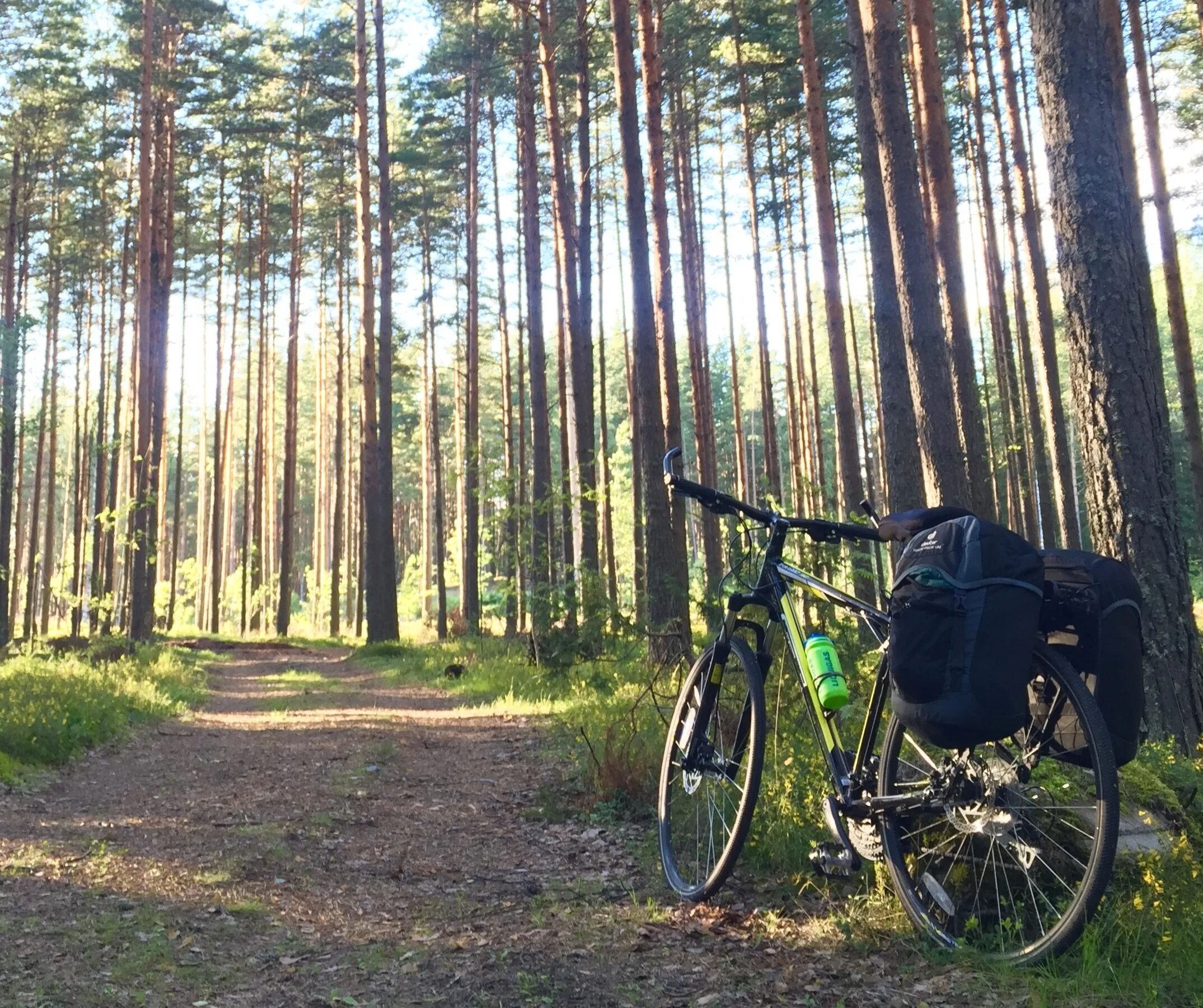 Лес велосипедист. Велосипед в лесу. Велосипед экотропа. Велопрокат в лесу. Лесной велосипед.