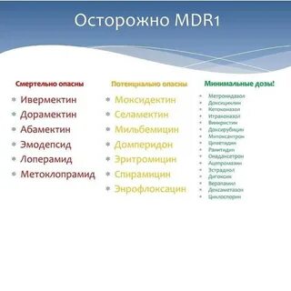 Собаки мдр 1