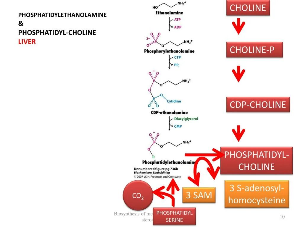 Гомоцистеин резист. Уридиндифосфат-Холин. Phosphatidylethanolamine. Phosphatidyl Choline. Choline, ethanolamine.