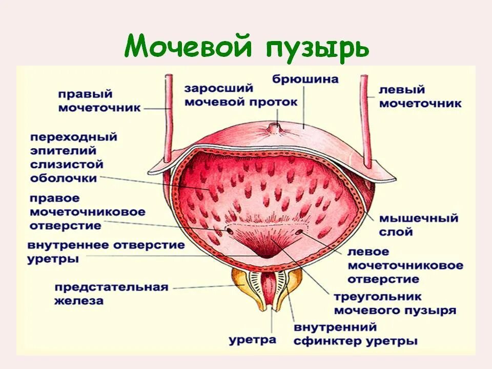 Какие симптомы мочевого пузыря. Мочевой пузырь строение расположение функции. мочевой пузырь топография строение. строение женского мочевого пузыря. строение мочевого пузыря мышцы.