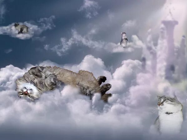Коты перед смертью уходят. Кот в облаках. Кошечки на облаках. Коты на небесах.
