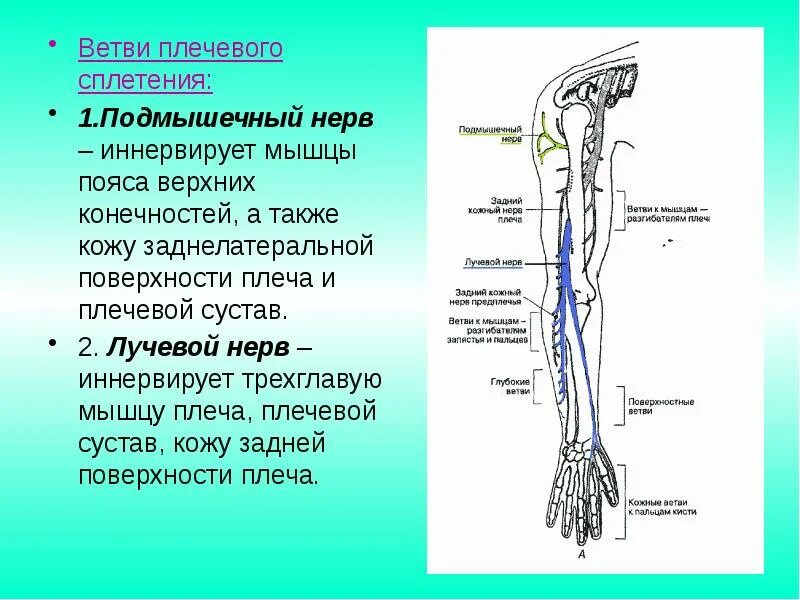 Ресничную мышцу иннервирует. Ресничную мышцу иннервирует