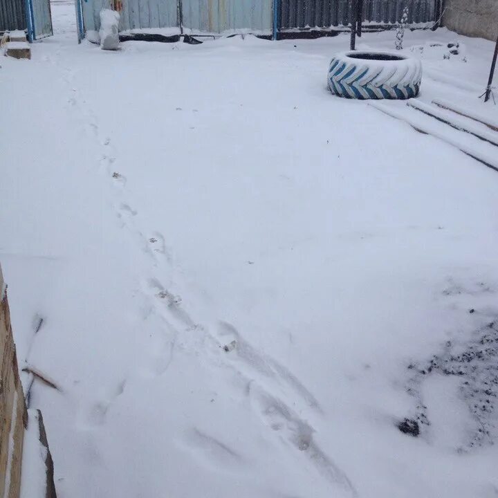 Где выпал снег в россии сегодня. В Оренбурге выпал снег. Оренбург сегодня фото снег.