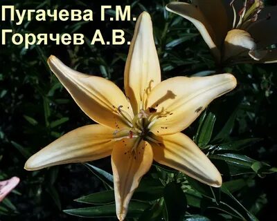 Лилия добро