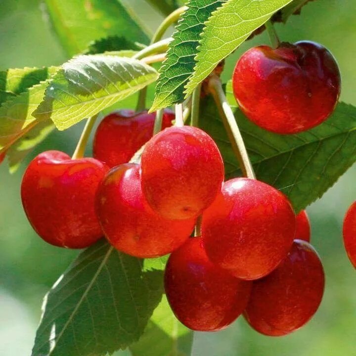 Cherry ll