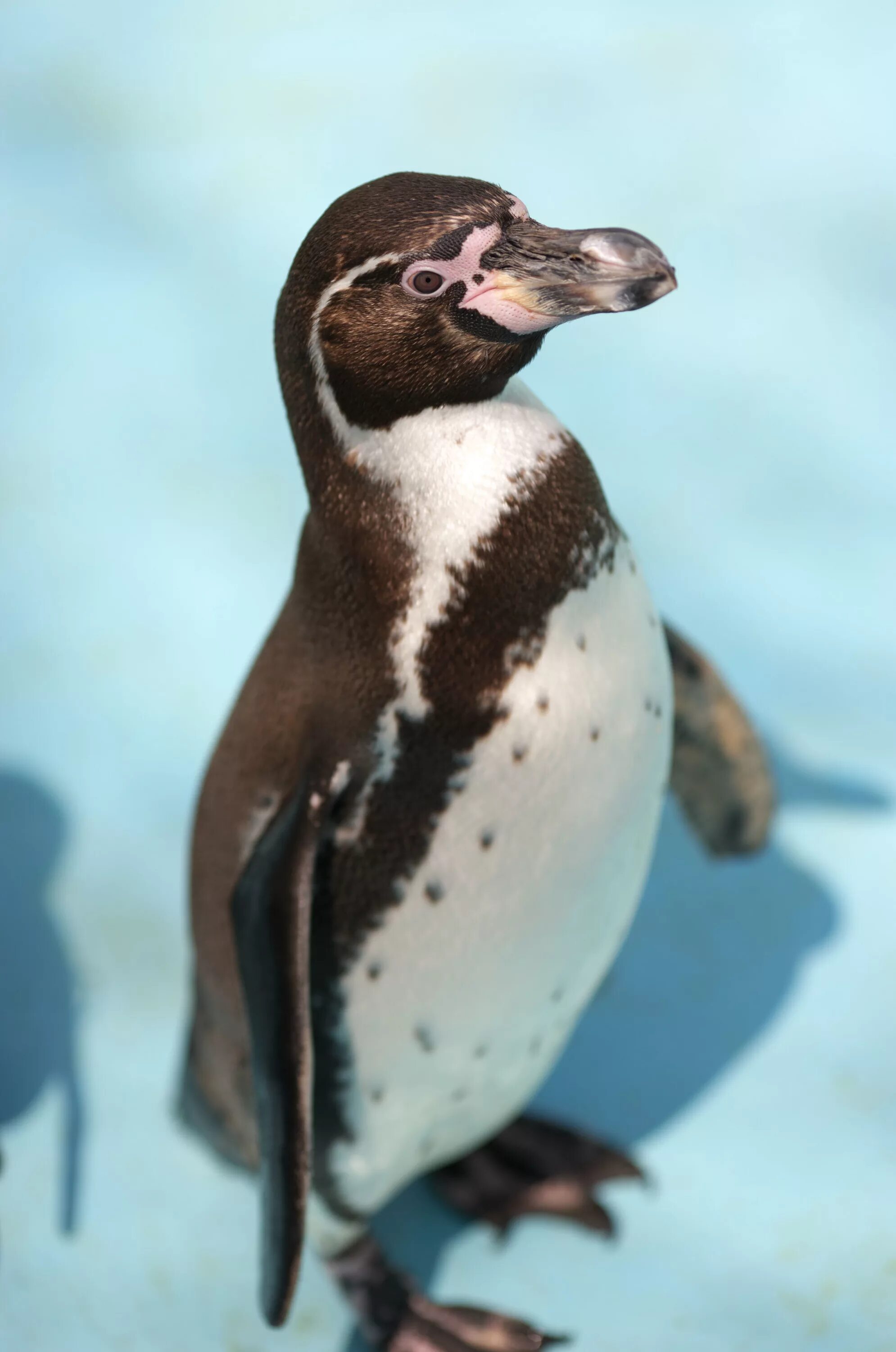 Пингвин гумбольдта. Очковый Пингвин Пингвинообразные. Пингвин Гумбольдта коричневый. Перуанские пингвины Гумбольдта.