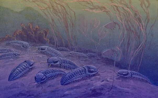 Палеозойская эра период кембрий. Палеозойская эра трилобиты. Кембрийский период климат и среда. Буриан зденек палеозой. Кембрийский период климат животные.