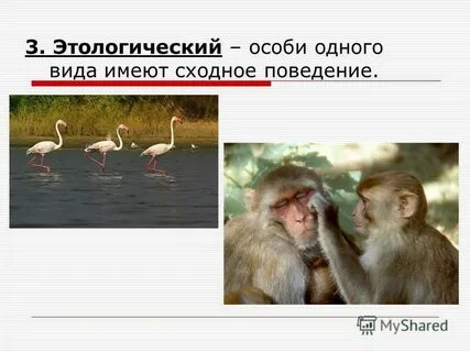 Этологический