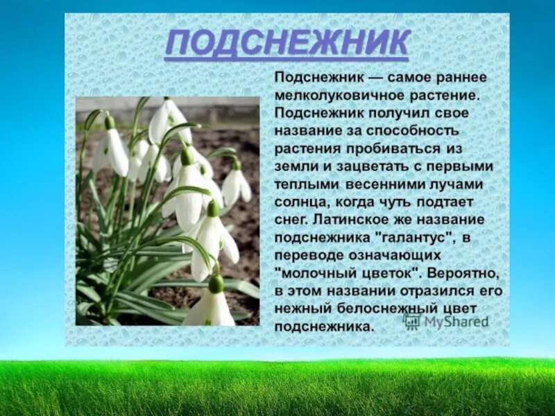 Расцветающие растения 2 класс окружающий мир рассказ. Информация о подснежнике. подснежник самое раннее мелколуковичное растение. информация о подснежнике для 3 класса по окружающему миру. рассказ о растении.